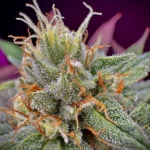MAC #1 from BSB Genetics