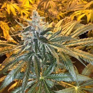 Image 1 of MAC x GSC cannabis by Freedom of Seeds – Greenhouse – Anxiety – 12/12 Photoperiod – Seed City