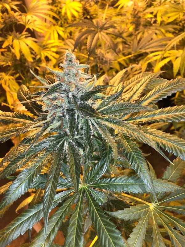 Image 1 of MAC x GSC cannabis by Freedom of Seeds – Greenhouse – Anxiety – 12/12 Photoperiod – Seed City