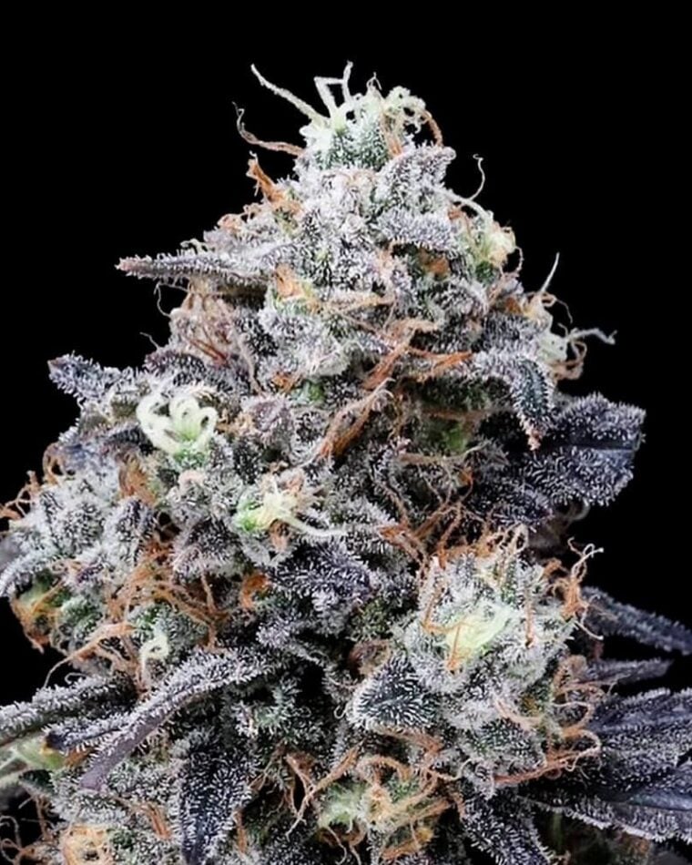 MACmelon Autoflowering by DNA Genetics Seeds – Indoor-friendly – Auto-Flowering – Uplifting – image 1 – Seed City