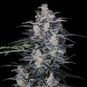 MACnana Autoflowering
