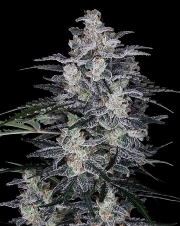 Sweet – Indoor – Feminized – MACnana Autoflowering strain – image 1 – from DNA Genetics Seeds via Seed City