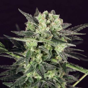 MK Ultra Kush Auto