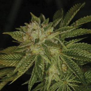 MK Ultra Kush