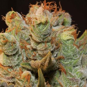 MK Ultra Kush x BubbleGum