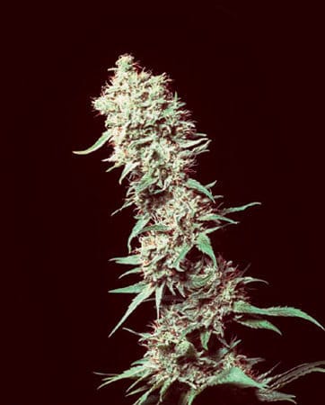 Medicine Man from Mr Nice Seeds