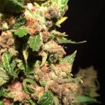 showing Indica – 12/12 Photoperiod – Indoor – image 2 – Seed City