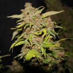 M.O.B aka Mother of All Berries from TH Seeds