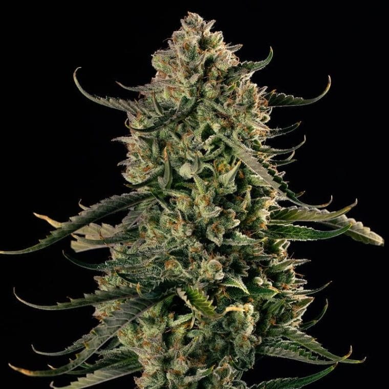 Mac Dawg XXL Auto by Silent Seeds – Relaxing – Super Strength – Outdoor – image 1 – Seed City