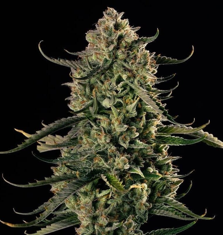 Mac Dawg XXL Auto by Silent Seeds – Relaxing – Super Strength – Outdoor – image 1 – Seed City