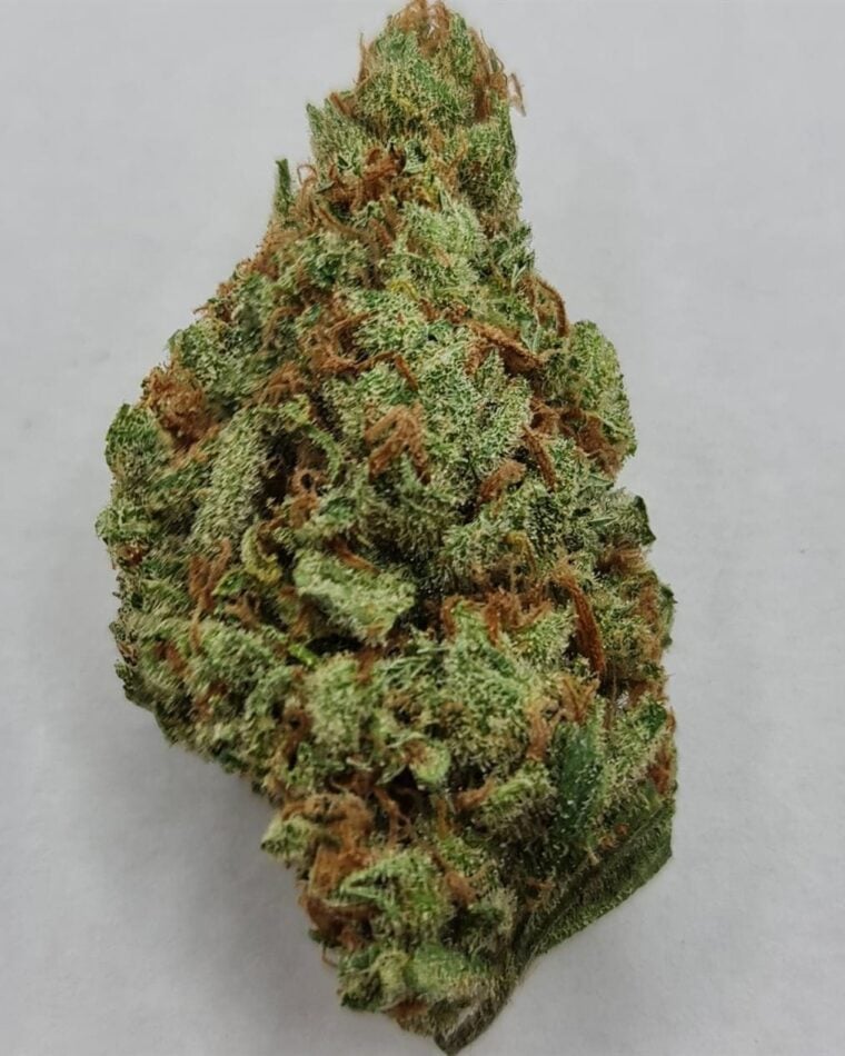 Mac Mango cannabis seeds – Mango – 12/12 Photoperiod – Super Strength – image 1 from Seed City