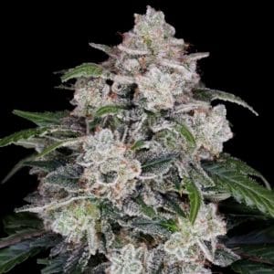 Mac N Me Autoflowering