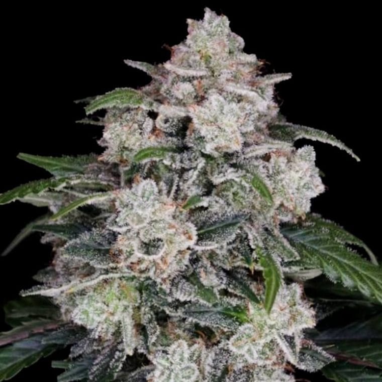 Mac N Me Autoflowering by DNA Genetics Seeds – Relaxing – Indica Dominant – Auto-Flowering – image 1 – Seed City