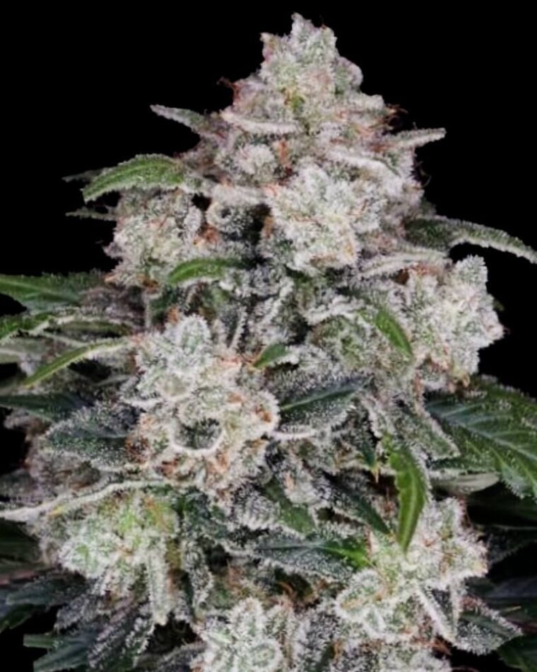 Mac N Me Autoflowering by DNA Genetics Seeds – Relaxing – Indica Dominant – Auto-Flowering – image 1 – Seed City