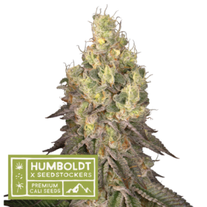 Mack & Crack by Seed Stockers – Good for outdoor grow – Super Strength – 12/12 Photoperiod – image 1 – Seed City
