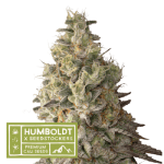 Image 1 of Mack & Crack Auto cannabis by Seed Stockers – Berry – Outdoor – Female seeds – Seed City