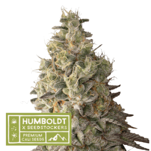 Image 1 of Mack & Crack Auto cannabis by Seed Stockers – Berry – Outdoor – Female seeds – Seed City