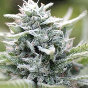 Magic Melon from Humboldt Seed Company