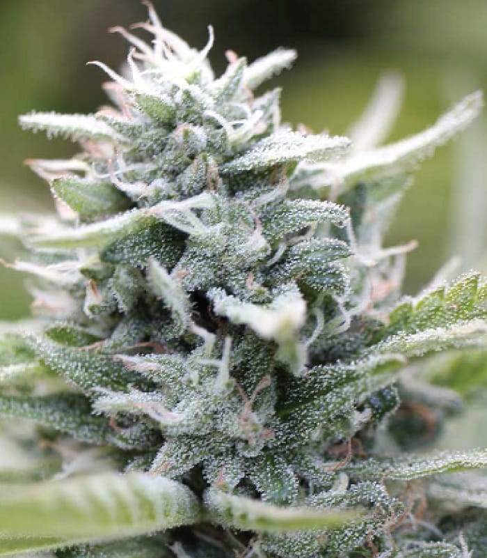 Magic Melon from Humboldt Seed Company