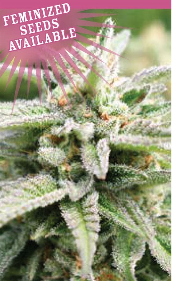 Image 1 of Magic Melon Autoflower cannabis by Humboldt Seed Company – Melon – Indica-heavy – Auto-Flowering – Seed City