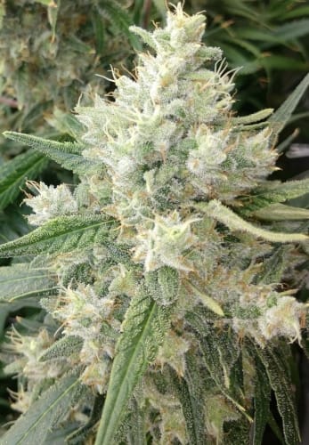 Image 3 of Malawi x Panama cannabis by Ace Seed bank – Indoor – Beginning of November – Regular – Seed City