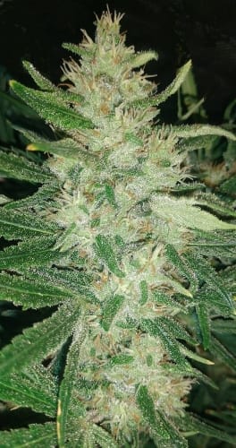 Regular – Sativa – Super Strength – Malawi x Panama strain – image 7 – from Ace Seed bank via Seed City