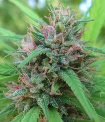 Malawi x Panama from Ace Seed bank