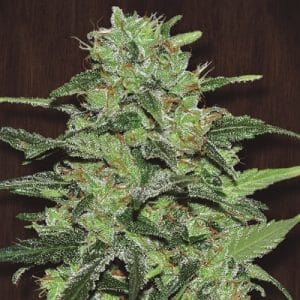 The End of October – Regular – Tall (140cm plus) – Malawi strain – image 1 – from Ace Seed bank via Seed City
