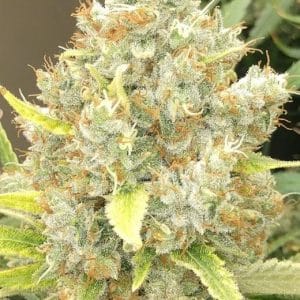 Malawi x Panama by Ace Seed bank – Super Strength – Sativa – 12/12 Photoperiod – image 1 – Seed City