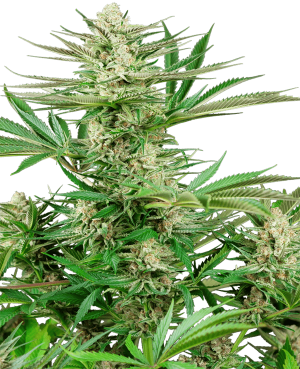 Malibu OG Gold