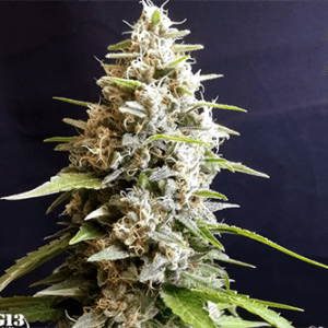Mostly Sativa – Fruity – Super Strength – Maltezerz strain – image 1 – from G13 Labs Seeds via Seed City