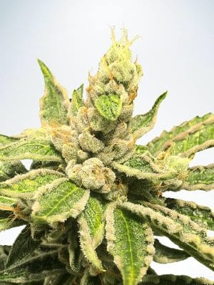 Mamacita’s Cookies