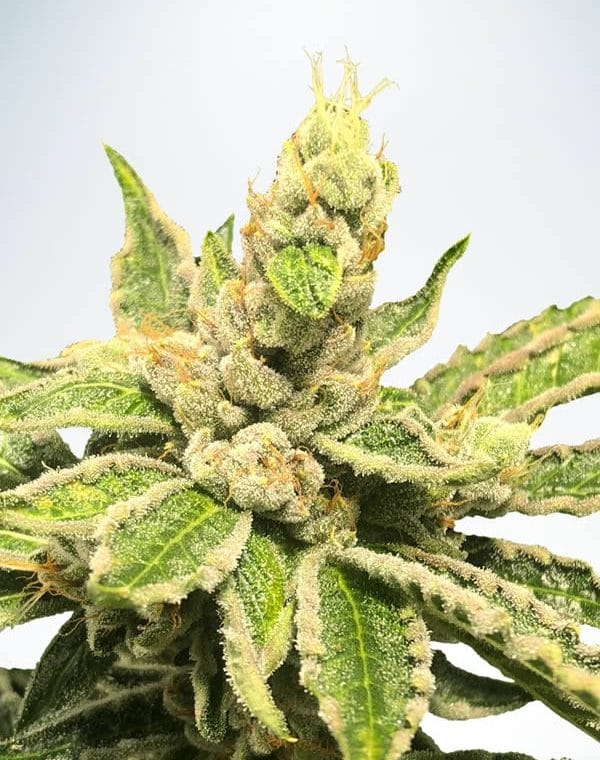 Mamacita's Cookies from Ministry of Cannabis