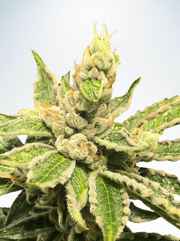 Mamacita's Cookies from Ministry of Cannabis