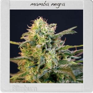 Image 1 of Mamba Negra cannabis by BlimBurn Seeds – Indoor – Middle of October – High Yielding – Seed City
