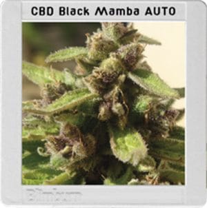 Mamba Negra Auto CBD