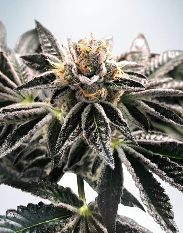 Mandarin Gelato cannabis seeds – Super Strength – Sweet – Indoor – image 1 from Seed City