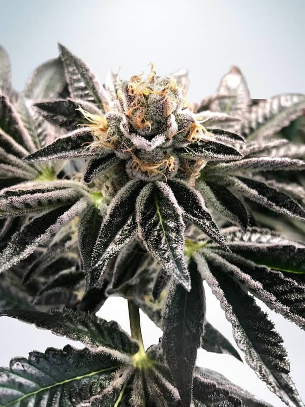 Mandarin Gelato cannabis seeds – Super Strength – Sweet – Indoor – image 1 from Seed City