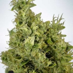 Mandarin Haze from Ministry of Cannabis