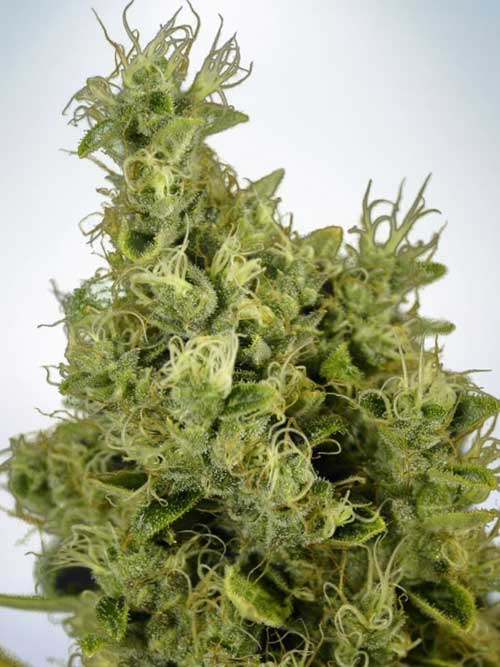Mandarin Haze from Ministry of Cannabis