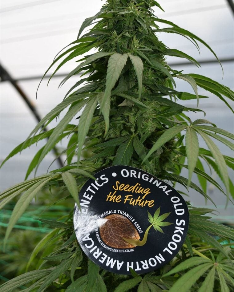 Image 1 of Mandarin Mimosa cannabis by Emerald Triangle Seeds – Depression – Indoor-friendly – Orange – Seed City