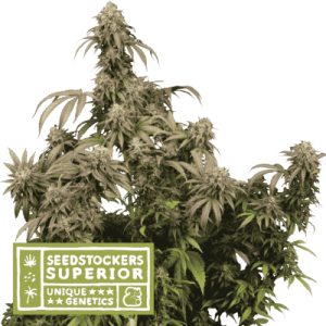 Indoor – 12/12 Photoperiod – Herbal – Mandarin Panties strain – image 1 – from Seed Stockers via Seed City