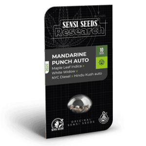 Mandarine Punch Automatic from Sensi Research Seeds