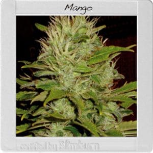 Guaranteed female plants – The End of September – Indoor – Mango strain – image 1 – from BlimBurn Seeds via Seed City