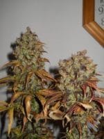 Mango cannabis seeds – Indica – Beginning of October – Fruity – image 1 from Seed City