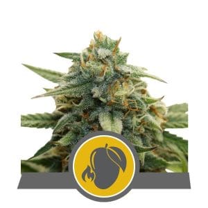 Mango Crunch