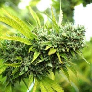 Fruity – Indica-heavy – High Yielding – Mango OG Auto strain – image 1 – from Humboldt Seed Organisation via Seed City