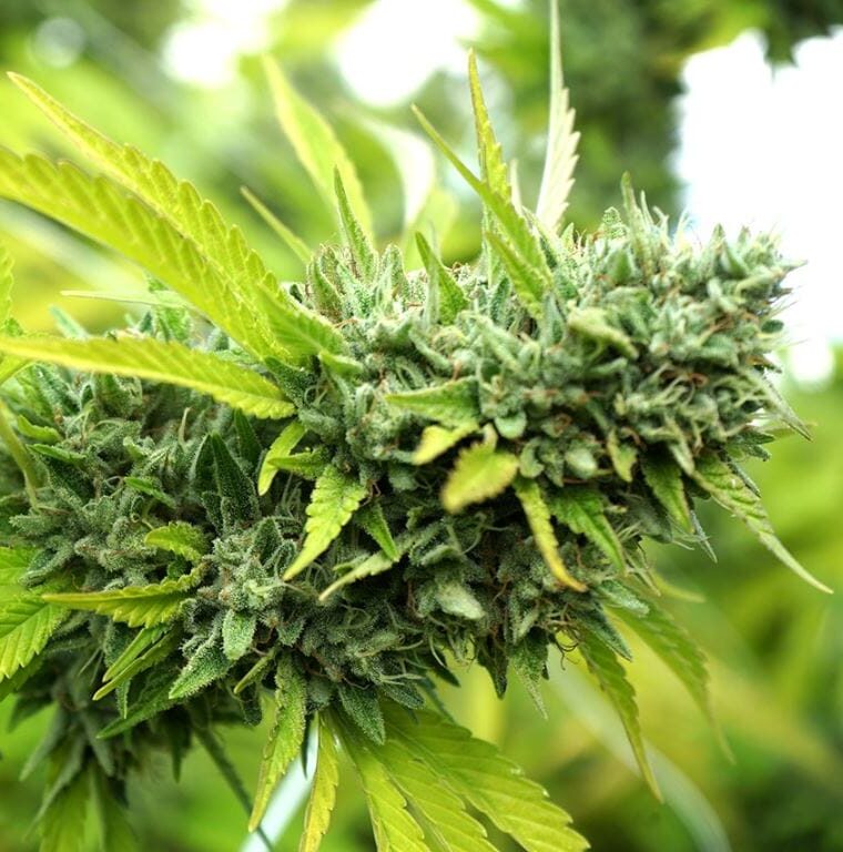 Fruity – Indica-heavy – High Yielding – Mango OG Auto strain – image 1 – from Humboldt Seed Organisation via Seed City