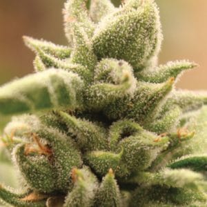 Image 1 of Mango Sherbert cannabis by Humboldt Seed Company – Strawberry – Regular – Outdoor cultivation – Seed City
