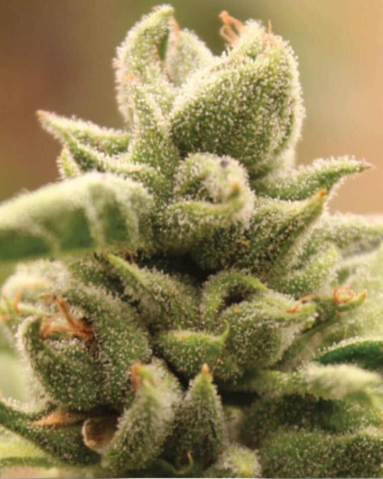 Image 1 of Mango Sherbert cannabis by Humboldt Seed Company – Strawberry – Regular – Outdoor cultivation – Seed City